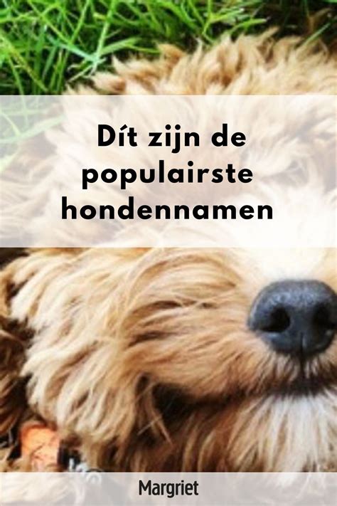 lieve hondennamen|Hondennamen